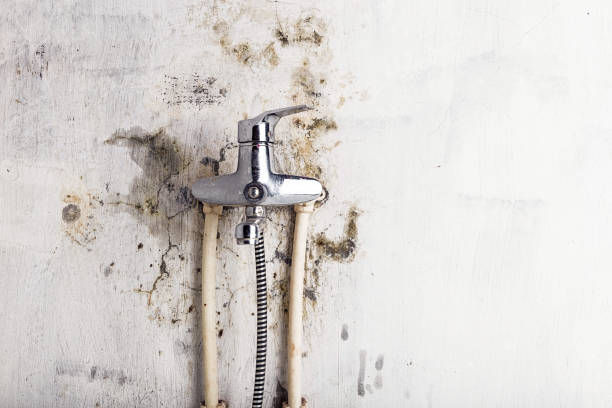 Best Black Mold Removal  in Bethel, WA