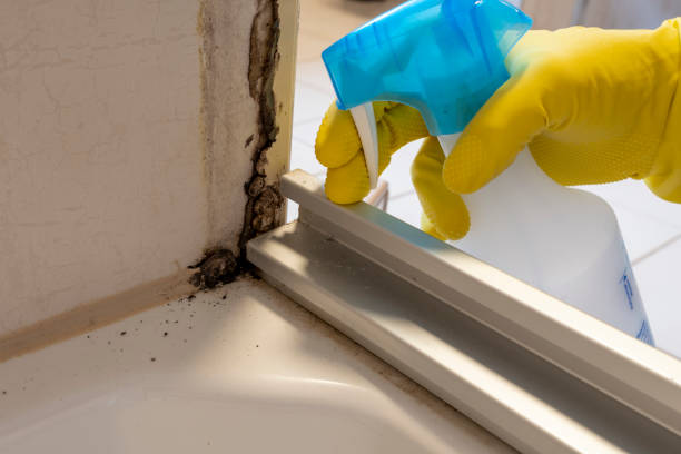 Best Toxic Mold Removal  in Bethel, WA