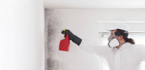 Mold Testing and Removal in Bethel, WA
