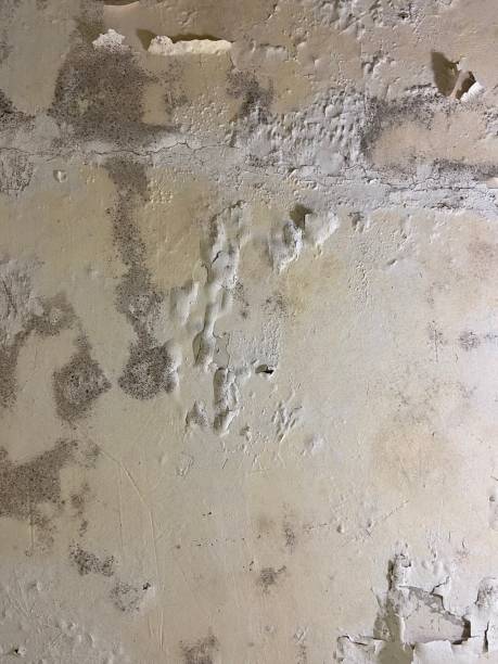 Best Same-Day Mold Removal  in Bethel, WA