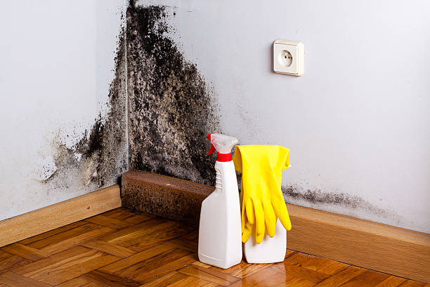 Home Mold Removal in Bethel, WA