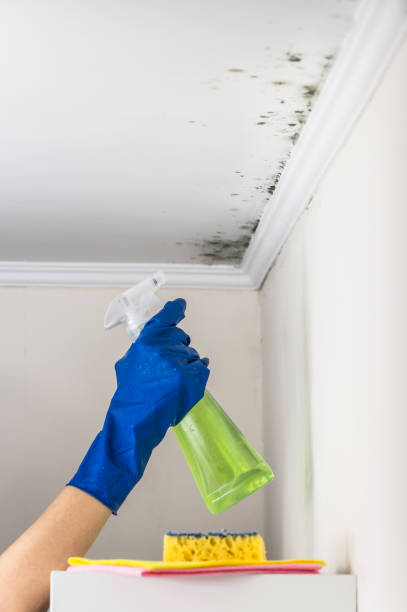 Best Crawl Space Mold Removal  in Bethel, WA